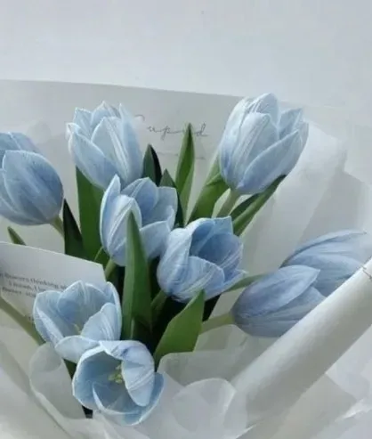Bouquet de tulipes bleu ciel emballé dans du papier blanc