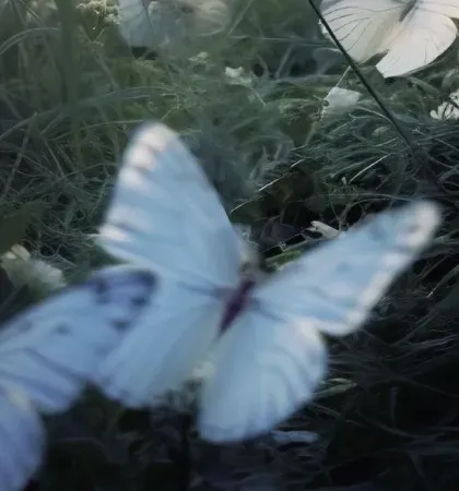Papillons blancs et bleu clair volant au-dessus des herbes de champ