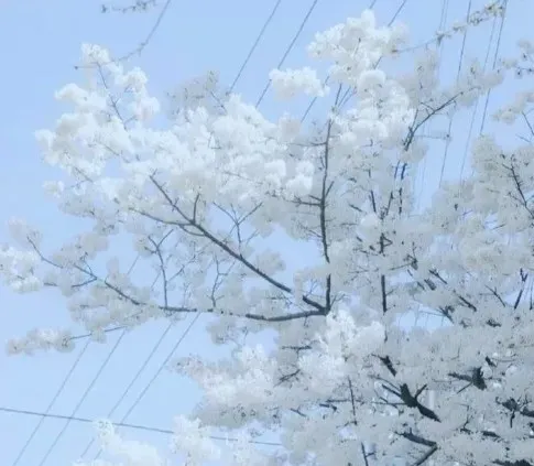 Branches de cerisier japonais en fleurs blanches sur fond de ciel bleu